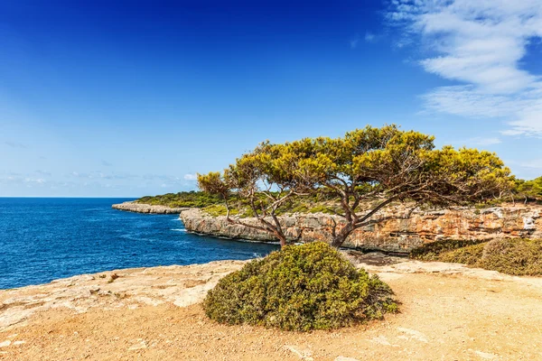 Old pine tree overlooking the bay of Cala Pi — Stock Photo, Image