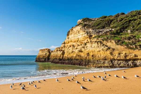 Praia Carvalho beach v Benagil — Stock fotografie