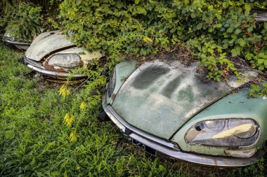 Hurdalık büyümüş çürük Citroen Ds klasik arabalar ile