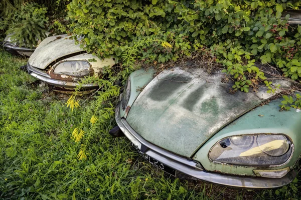 Schrottplatz mit verwilderten Citroen und Oldtimern — Stockfoto