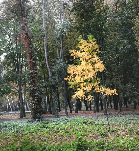 緑の葉を背景に公園内の一本の木 — ストック写真
