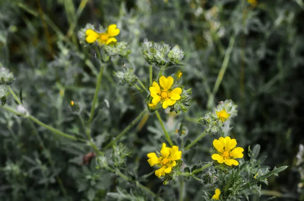 Fiori Gialli Nel Prato Una Giornata Estiva — Foto Stock