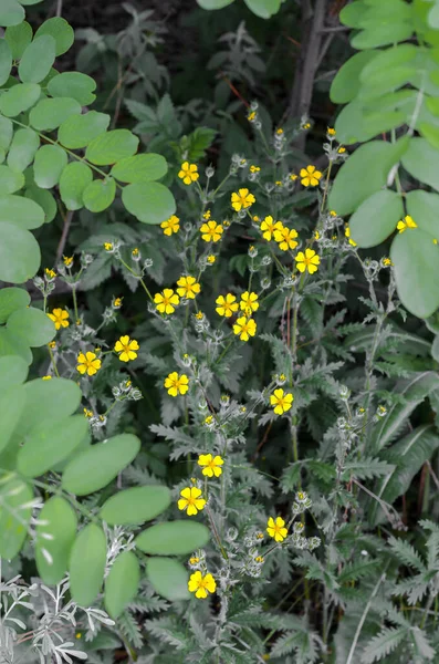 Sárga Virágok Réten Egy Nyári Napon — Stock Fotó