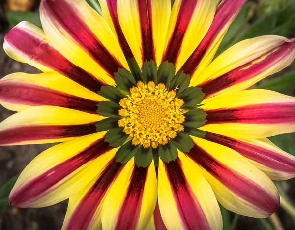 Close Top View Του Μοναδικού Ανθισμένου Λουλουδιού Της Γαζανίας Στον — Φωτογραφία Αρχείου