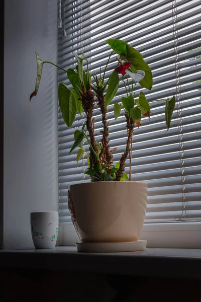 Pencere perdeleri üzerinde ev çiçekleri.