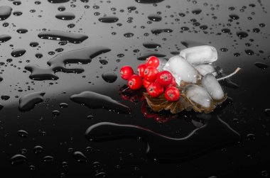 Rowan böğürtlenleri buz tabakasının üzerinde yatıyor..