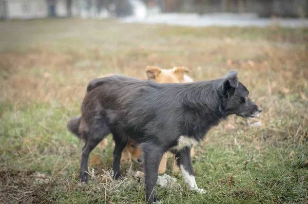 Packs Dogs Walking Streets City — Fotografia de Stock