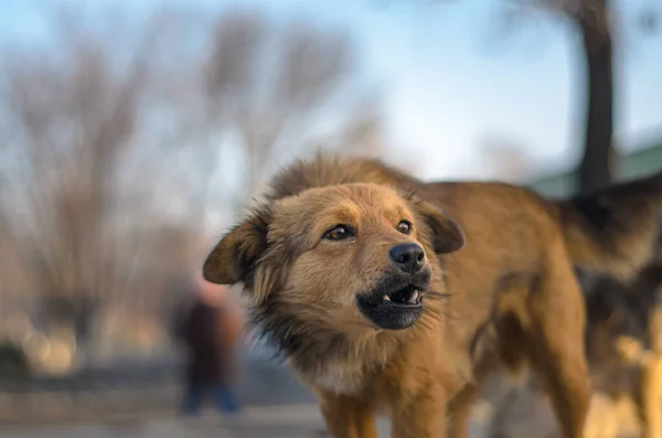 Packs of dogs walking the streets of the city.