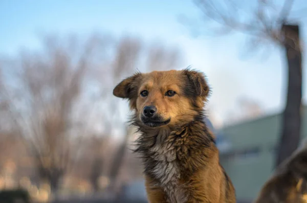 Packs Dogs Walking Streets City — Fotografia de Stock