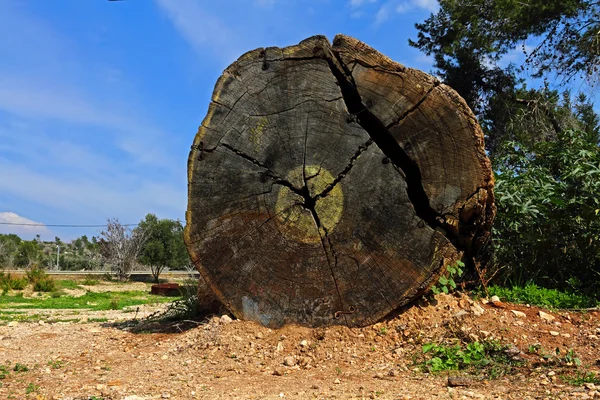 Срез старого дерева — стоковое фото