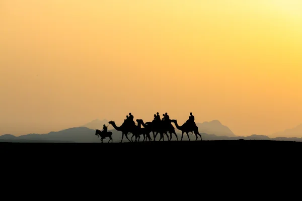 Develer çöl günbatımında yürüyüş