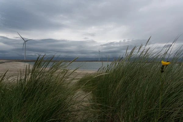 Hollandalı sahil peyzaj