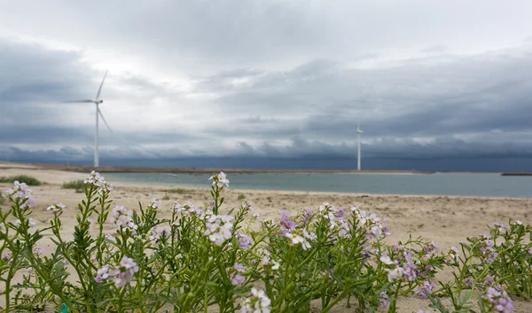 Hollandalı plaj deniz manzarası