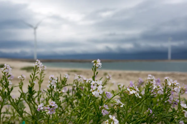 Hollandalı plaj deniz manzarası