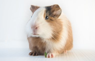 sevimli kobay closeup