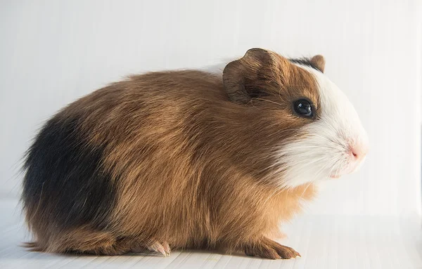 Closeup of cute guinea pig — Stock Photo, Image