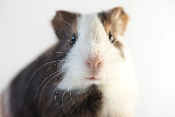 Closeup of nose cute guinea pig — Stock Photo, Image