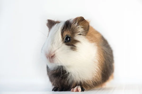 Closeup of cute guinea pig — Stock Photo, Image