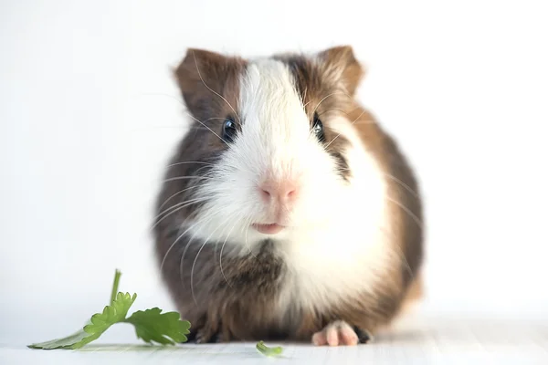 Closeup of cute guinea pig — Stock Photo, Image