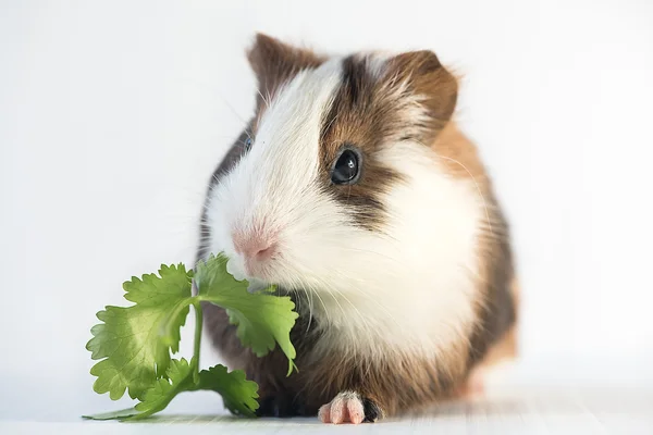 Closeup of cute guinea pig — Stock Photo, Image