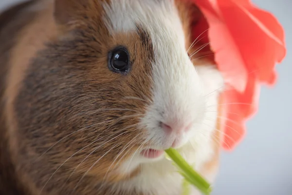 Closeup of guinea pig — Stock Photo, Image