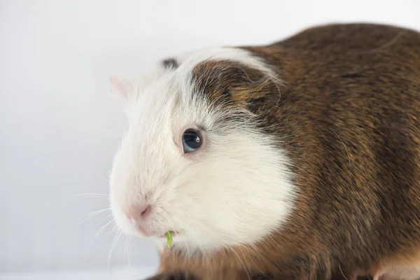 Closeup of cute guinea pig — Stock Photo, Image