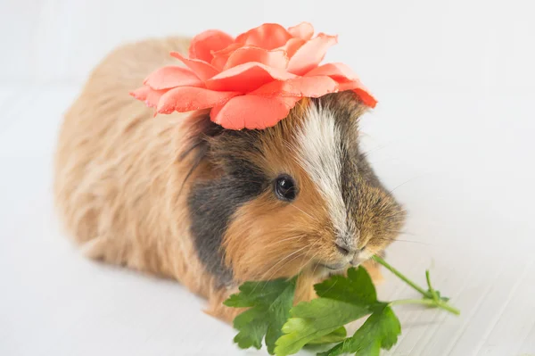 Closeup of cute guinea pig — Stock Photo, Image