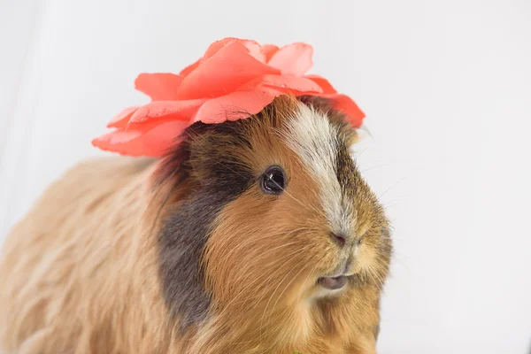 Closeup of cute guinea pig — Stock Photo, Image