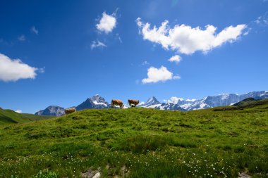 Peyzaj sahne ilk Grindelwald, Bernese Oberland, Swi