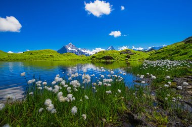 Peyzaj sahne ilk Grindelwald, Bernese Oberland, Swi