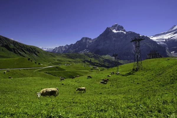 Krajobraz sceny od pierwszego do Grindelwald w Oberlandzie Berneńskim, Swi — Zdjęcie stockowe