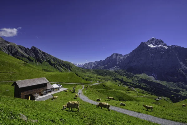 Paisagem Cena de Primeiro a Grindelwald, Bernese Oberland, Swi — Fotografia de Stock