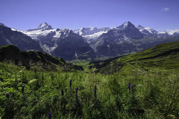 Landscape Scene from First to Grindelwald, Bernese Oberland, Swi — Stock Photo, Image