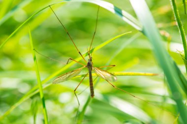 bir cranefly baba longlegs