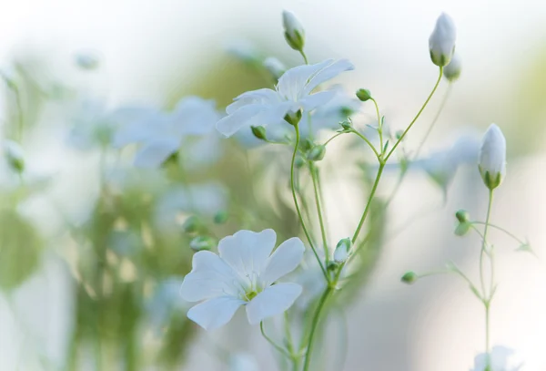 Vackra vita blommor, abstrakt drömmande blommig bak — Stockfoto