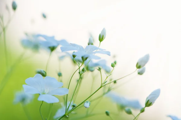 Vackra vita blommor, abstrakt drömmande blommig bak — Stockfoto