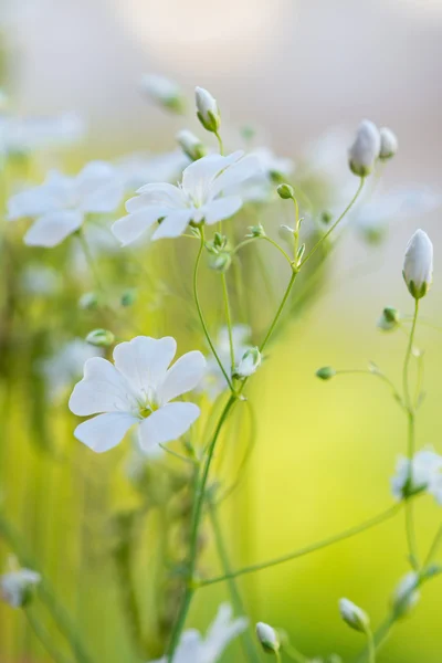 Flores brancas frescas bonitas, backgroun floral sonhador abstrato — Fotografia de Stock