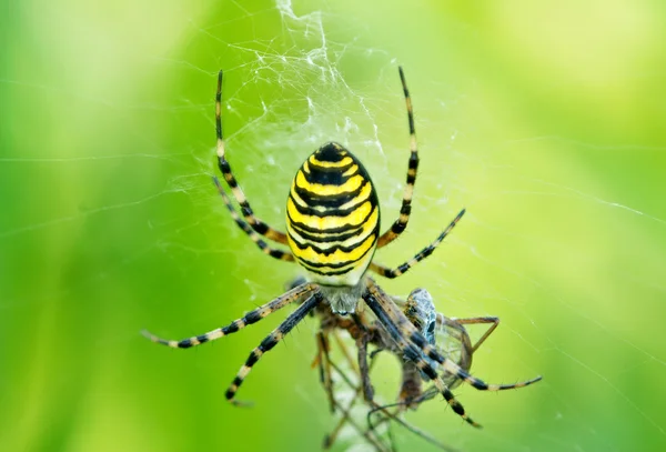 Macro shot de petite araignée mangeant la mouche . — Photo