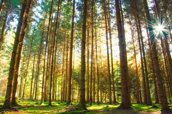 Floresta de Pinheiro com o Último do Sol brilhando — Fotografia de Stock