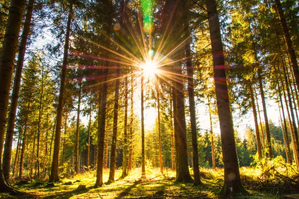 Bosque de pinos con el último sol brillando —  Fotos de Stock