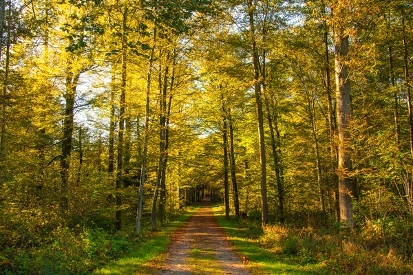 Caminho na floresta de outono — Fotografia de Stock