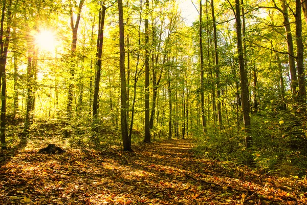 Caminho na floresta de outono com luz solar — Fotografia de Stock