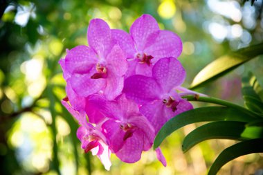 bulanık arka plan üzerinde pembe orkide