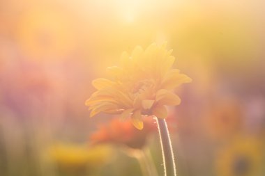 Gerbera çiçek sabah güneş ışığı altında