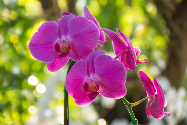 bulanık arka plan üzerinde pembe orkide