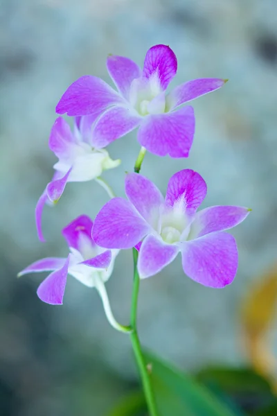 Orchidee rosa su sfondo sfocato — Foto Stock