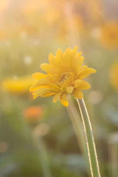 Gerbera flor bajo la luz del sol de la mañana —  Fotos de Stock