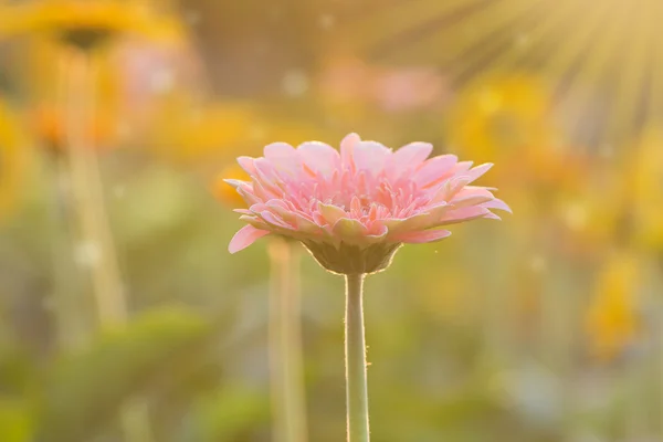 Gerbera fiore sotto la luce del sole del mattino — Foto Stock