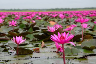 Gölette pembe su zambağı