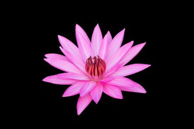 Pembe Siyah izole nilüfer